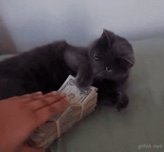 Кот блокирует пачку денег