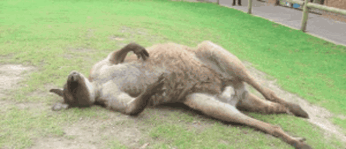 кенгуру на траве