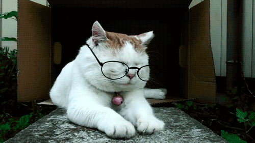 Кот снимает очки