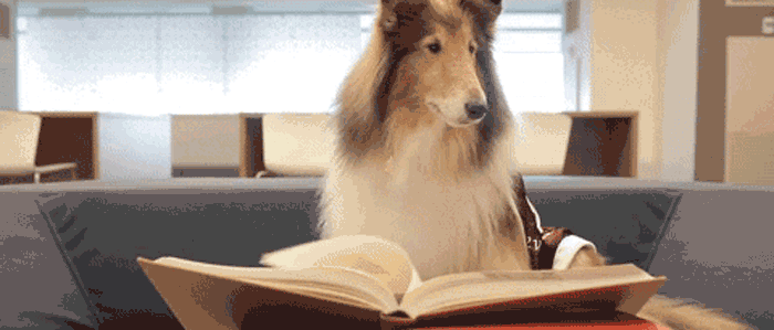 собака с книгой