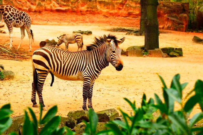 Зоопарк Ганновера – парк впечатлений и неожиданностей