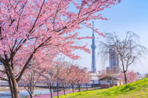 Весна в Японии