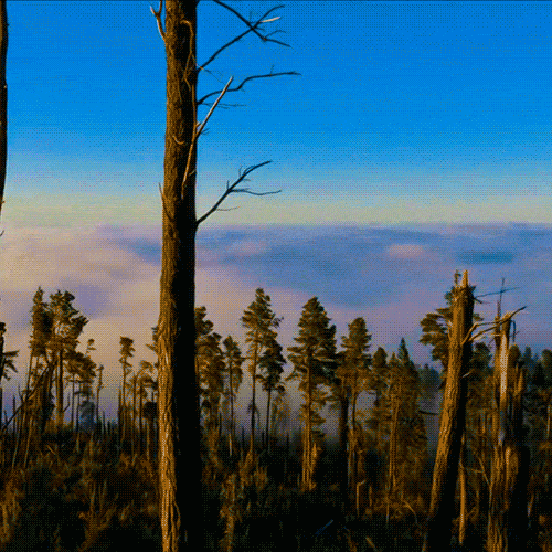 Лес - достояние Эстонии