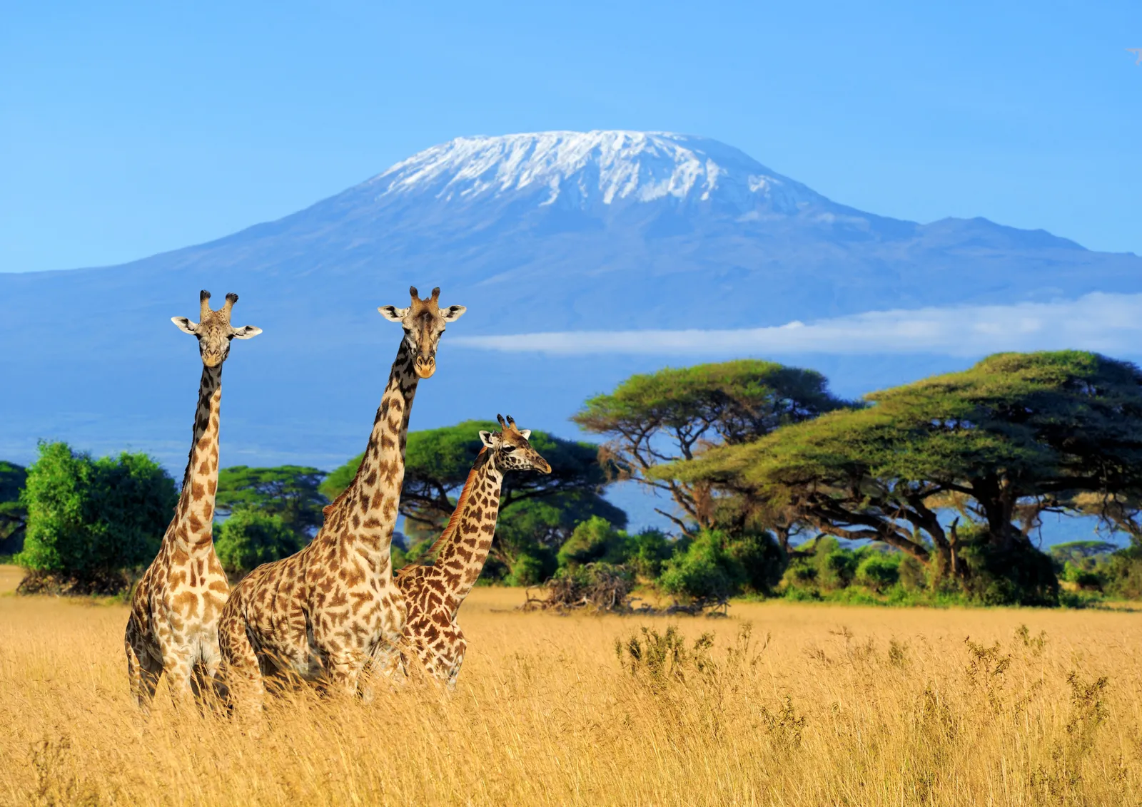 Страна Танзания: достопримечательности и национальные парки
